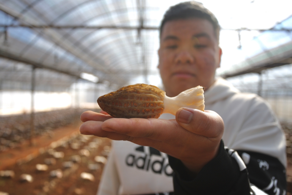 澄江市供销合作社农业生产资料公司的羊肚菌种植实验示范基地技术人员展示试种成功的羊肚菌。