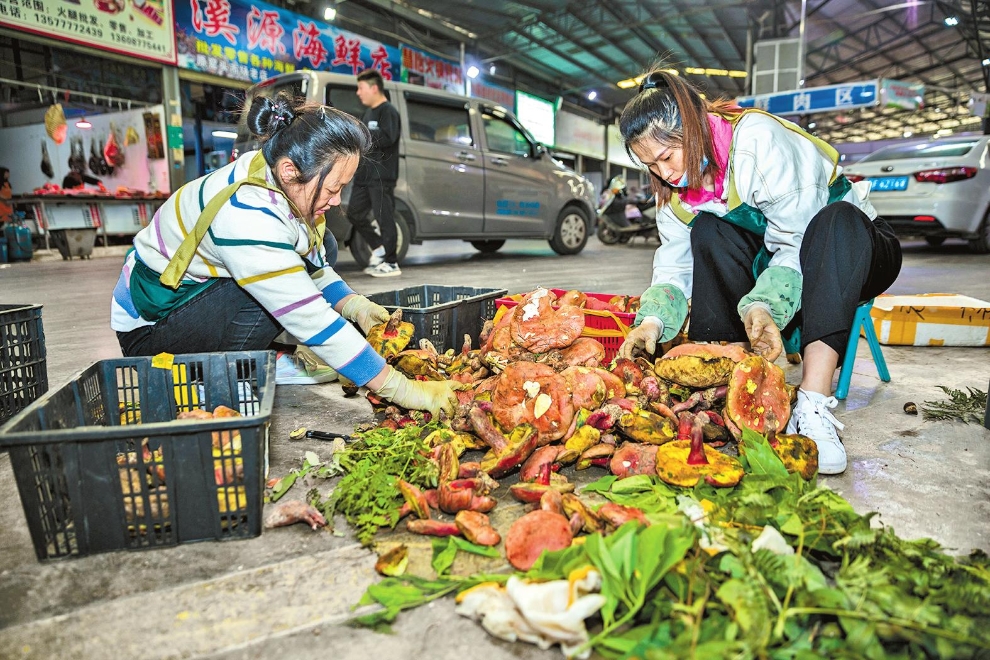 易玉菌业的工作人员正在整理到货的野生菌。