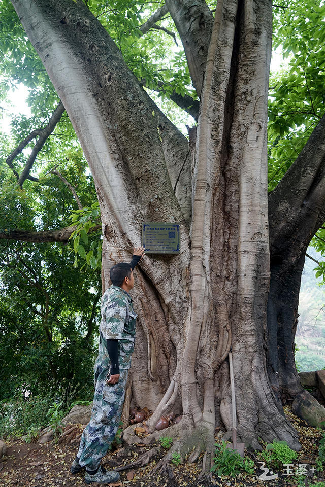 岔河乡青河村下宗哨组工作人员给200年的黄葛树挂牌.jpg