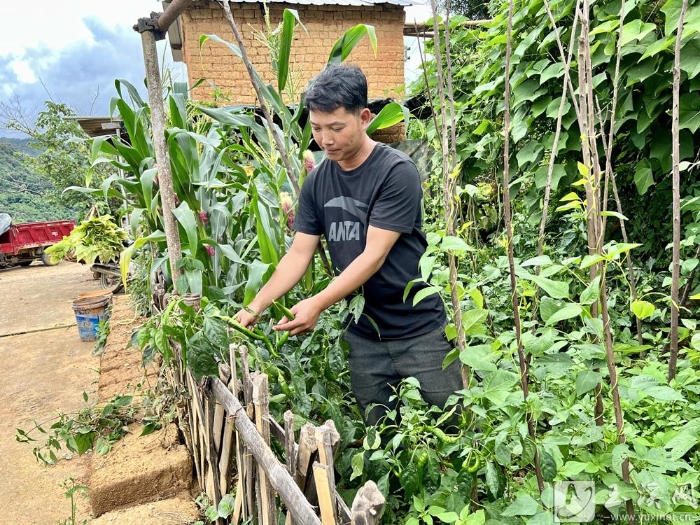 哈罗村的村民利用拆后土地建设小菜园。