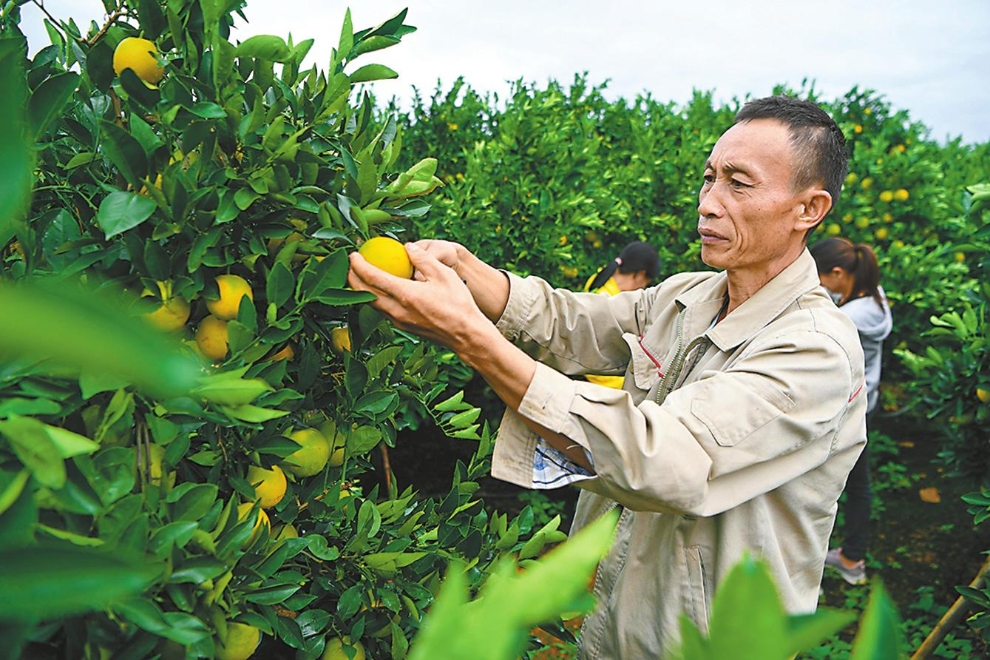 褚橙庄园里的员工正在查看橙子长势。（记者  李冉 摄  资料图）.jpg