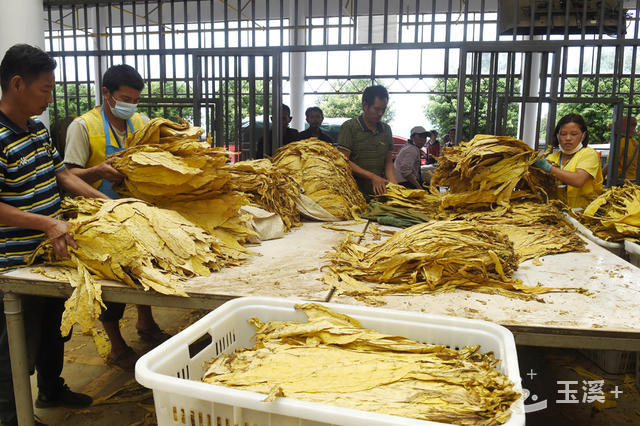 新平县烟叶收购有序平稳  玉溪日报全媒体记者 崔永红 摄.jpg