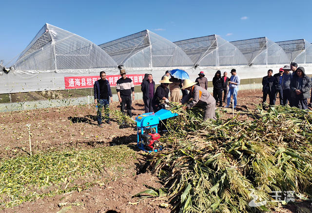 河西镇原态蔬菜专业合作社示范相关人员正在展示 “秸秆粉碎施用腐熟剂还田技术”。.jpg