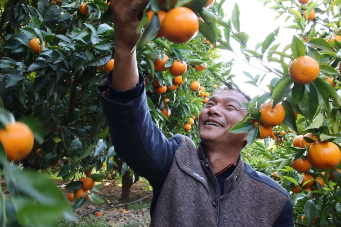 新平磨皮：党的光辉照山寨 彝家群众奔小康