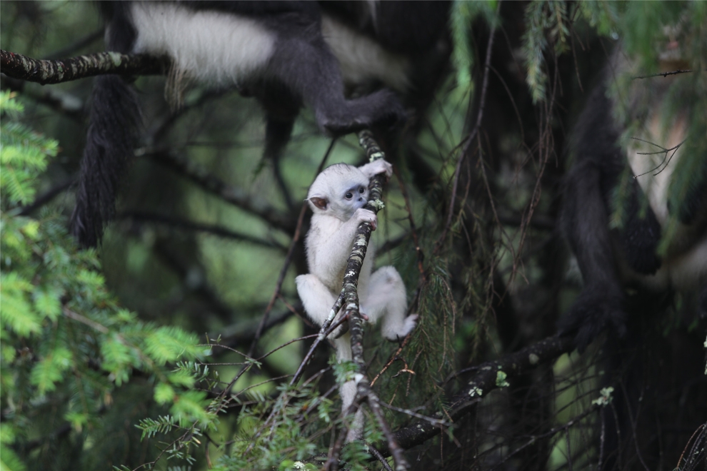 20180613F009-白马雪山自然保护区滇金丝猴-陈飞摄.jpg