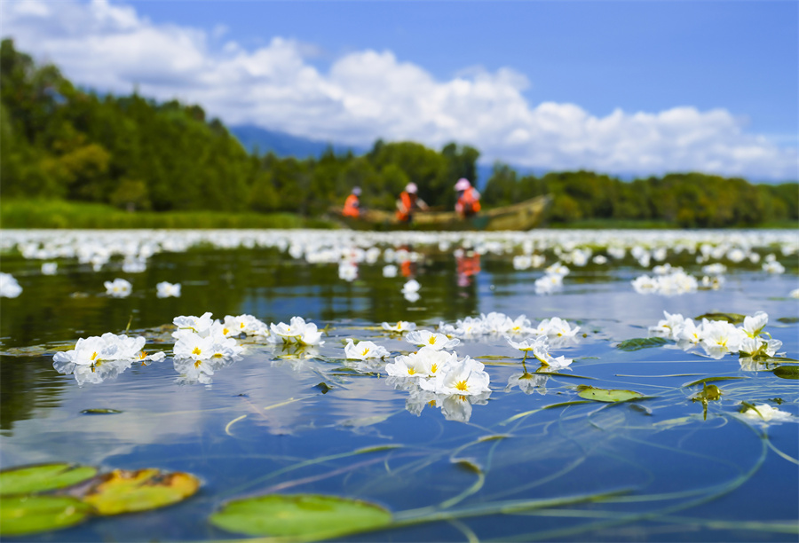 洱海、海菜花5.jpg