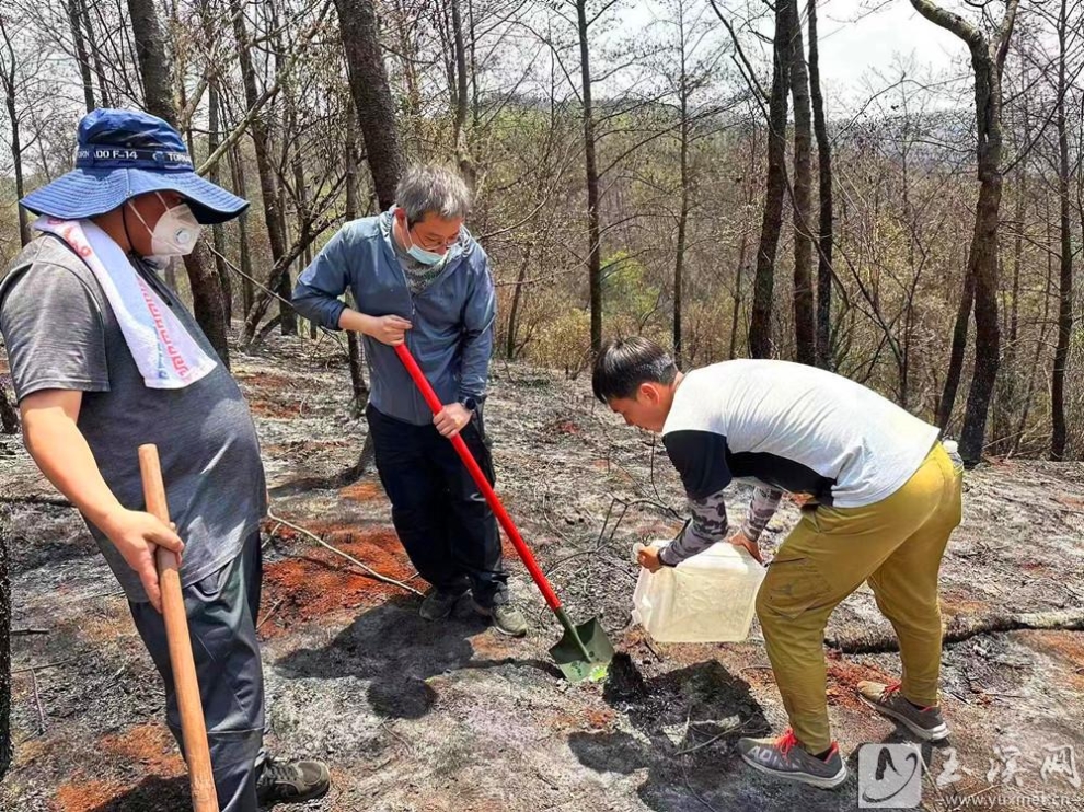 4月18日，来自红塔区纪委区监委的党员干部巡山扑灭余火。通讯员 宋婕 摄