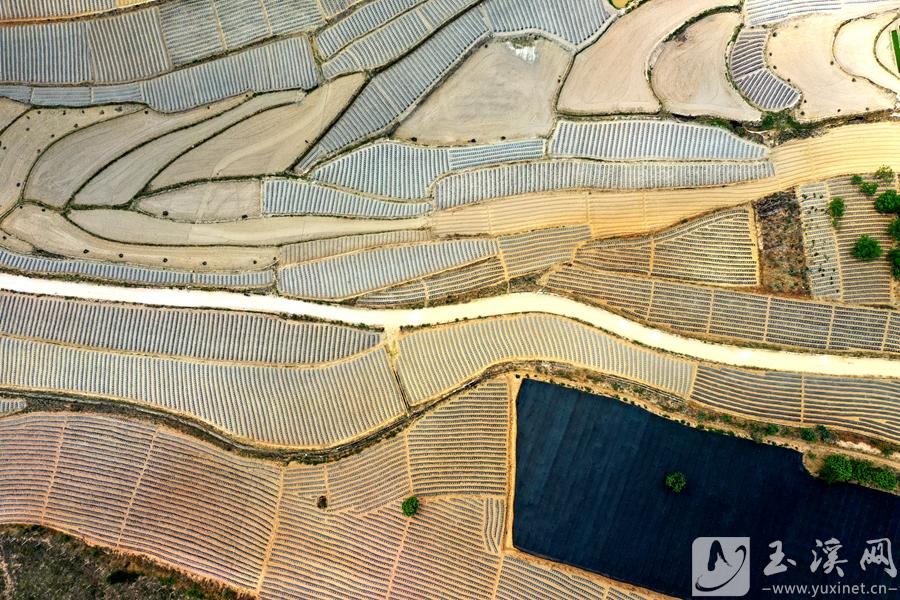 山梁上，4000亩连片种植的猴子山片区已经做好移栽准备。邓星瑞摄