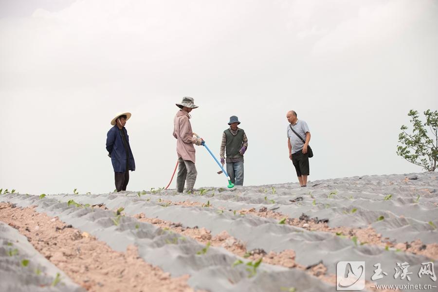 眼下正值烤烟移栽的关键时节，村民们全力抗旱保生产。1邓星瑞摄