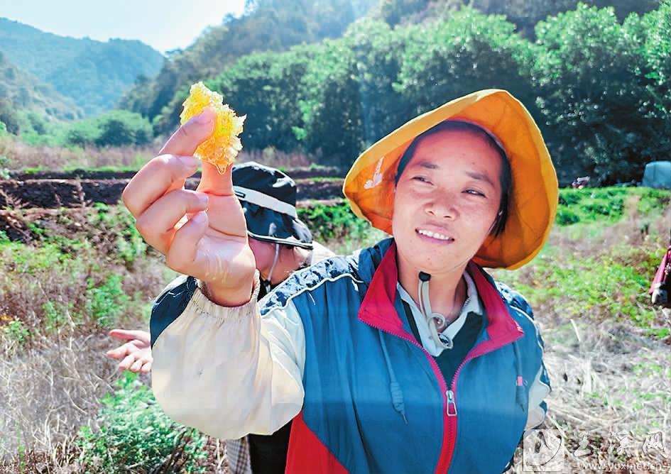 林下养殖的原生态蜂蜜色泽金黄富有营养。