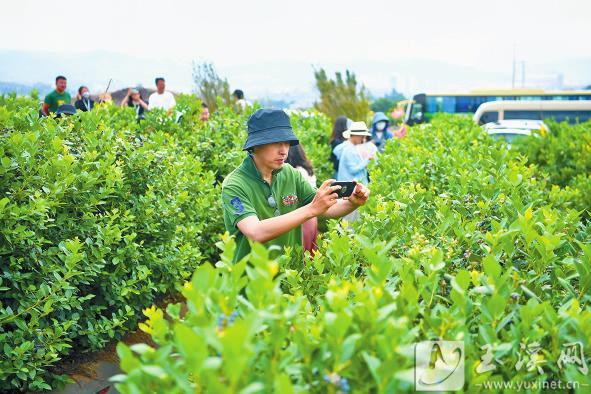 云蓝蓝莓庄园形成了集种植、采摘、观光、销售于一体的农业产业链。