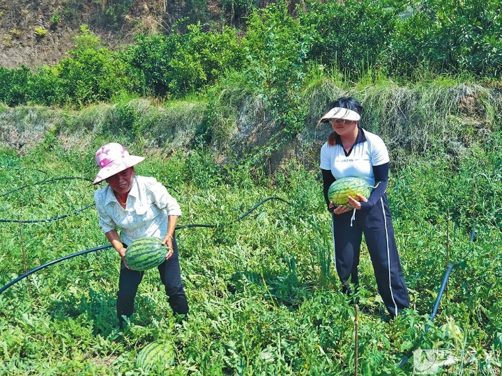 日前，在华宁县华溪镇甫甸社区上拖卓小组的瓜地里，农户正忙着采摘成熟的西瓜。近年来，华溪镇大力发展西瓜种植，今年全镇种植西瓜348亩，预计总产量达470余吨，总产值可突破230万元。 本报记者 高倩 摄