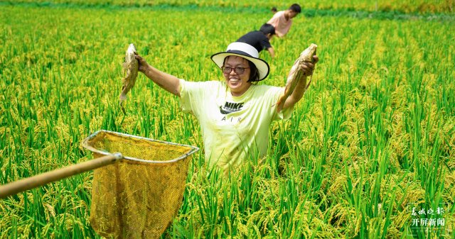 安宁青龙街道罗鸣村两亩稻田养出300多公斤生态鱼