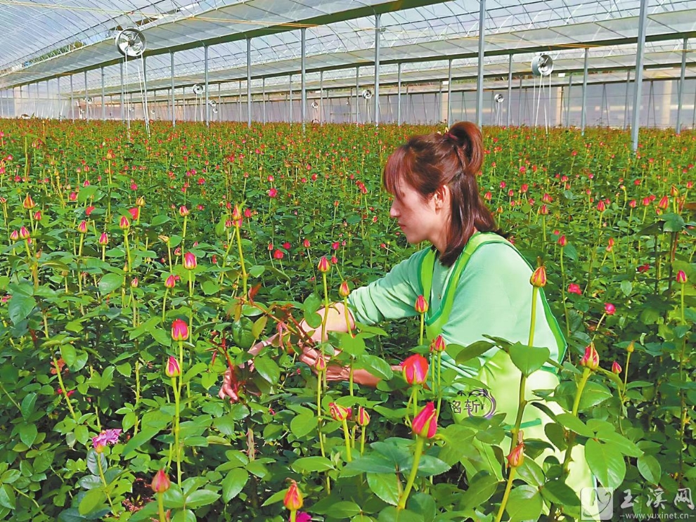 易门博美花卉有限公司种植基地的玫瑰长势良好。