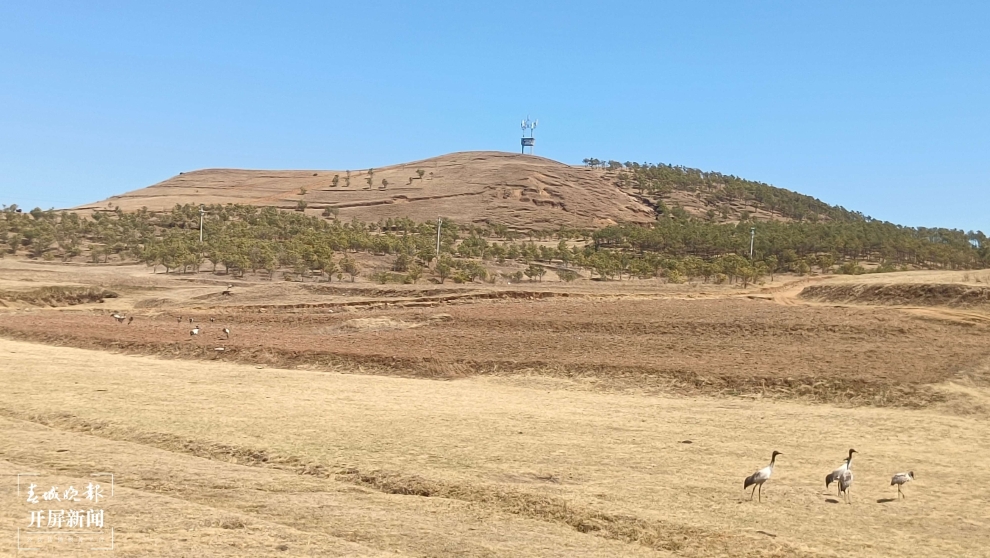 在昭通大山包保护区外不时可见外出觅食的黑颈鹤.jpg