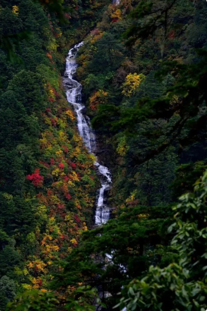 高黎贡山山谷，一条溪流从色彩缤纷的混交林间蜿蜒而下。图 王斌 高黎贡山国家级自然保护区怒江管护局.png