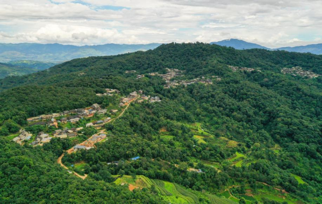 在景迈山，古村寨掩映在大片山林茶园之间，形成了山共林、林生茶、茶绕村的独特生态景观 新华社记者 李贺 摄