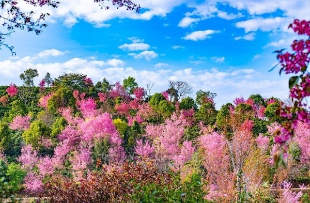 景迈山千年古茶园里，冬樱盛放灿若云霞