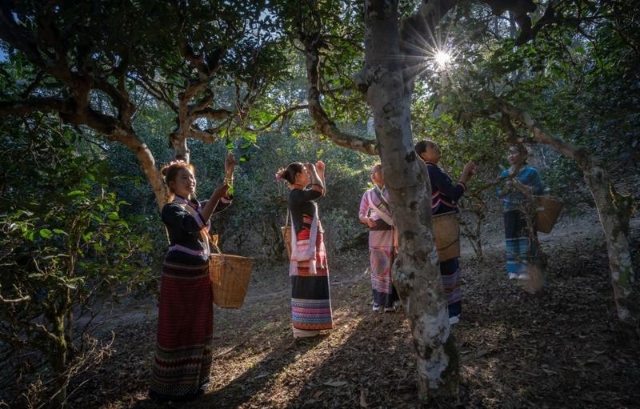 图集｜申遗中的云南景迈山，每张照片都是屏保！（供图）