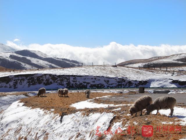 会泽大海草山美呆了！雪霁天晴呈现唯美“雪牧图” 春城晚报-开屏新闻记者 蒋琼波 通讯员 金华春 刘光信 摄影报道8.jpg