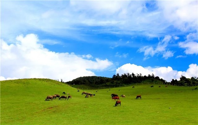 南美草山 图源临沧市文化和旅游局.jpg