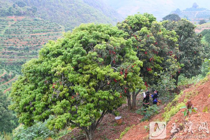 袁光武新种植的三株荔枝树已长成大树。