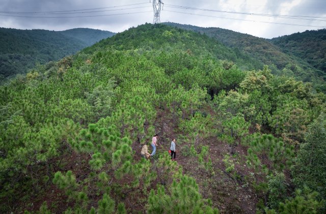 昆明市盘龙区化龙村沙坡山，7月以来。余先生一家每天早上都来山上捡菌子。1.jpg