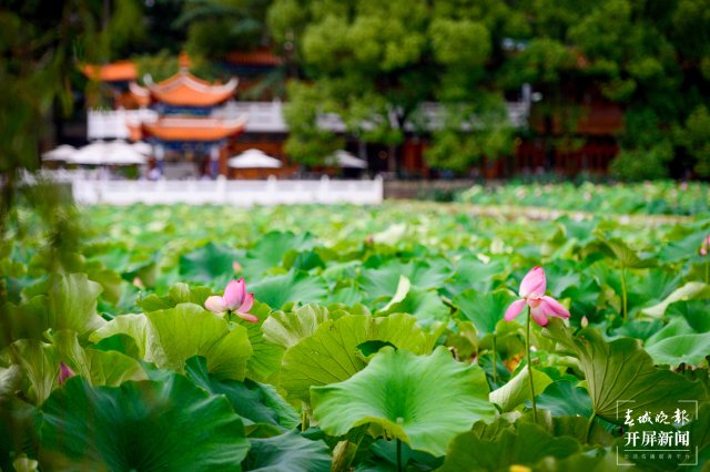 昆明翠湖公园荷花节（春城晚报-开屏新闻记者 左学佳 龙宇丹 周柯妤 王宇衡 摄）