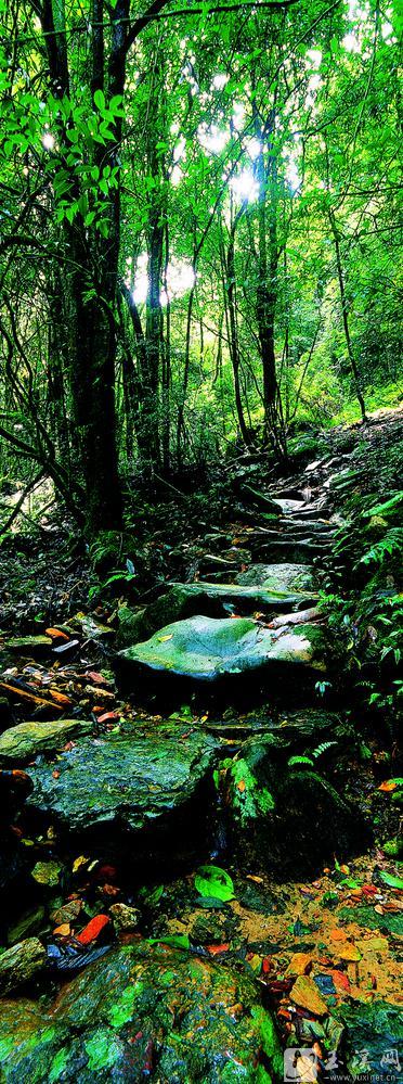 哀牢山中的茶马古道。 郭建林 摄