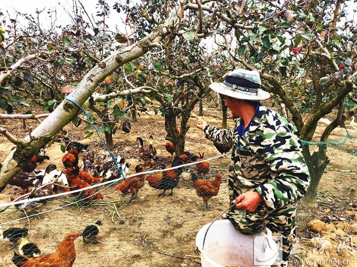 李秋香正在投喂梨树下饲养的家禽。