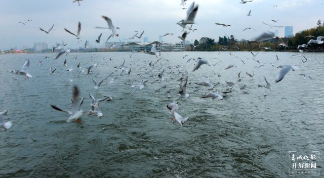 （采访传编辑）昆明观鸥季“海陆空”全方位攻略，记者带您玩转冬日浪漫，水上观鸥巴士观红嘴鸥.jpg