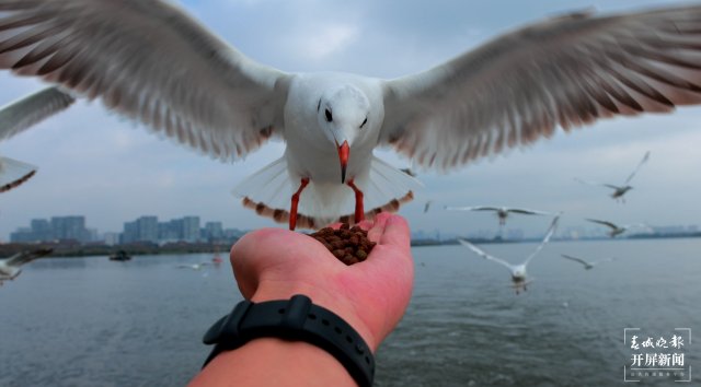 （采访传编辑）昆明观鸥季“海陆空”全方位攻略，记者带您玩转冬日浪漫，水上观鸥巴士喂红嘴鸥.jpg