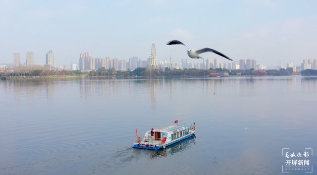 （采访传编辑）昆明观鸥季“海陆空”全方位攻略，记者带您玩转冬日浪漫，水上观鸥巴士可以欣赏到大观公园、七孔浮桥等.jpg