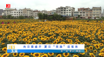 向日葵盛开 夏日“笑脸”迎客来